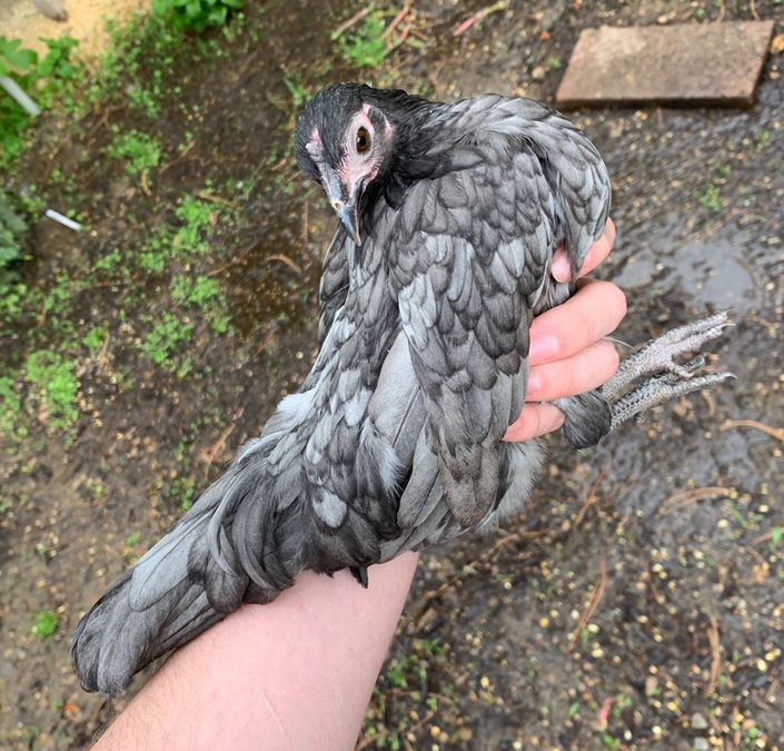 Blue Kikiriki--Coop Ready Bantam Pullet