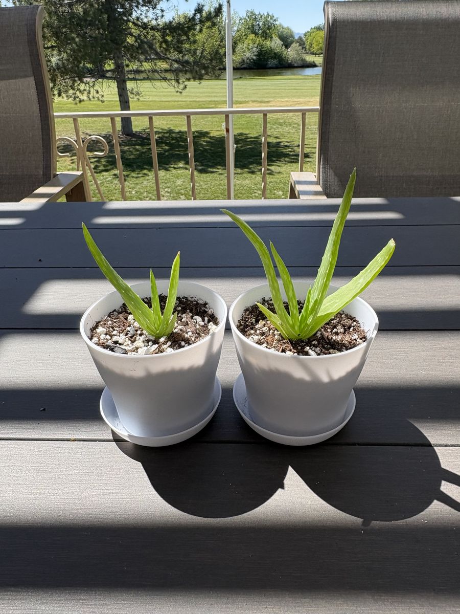 Aloe Vera House Plant