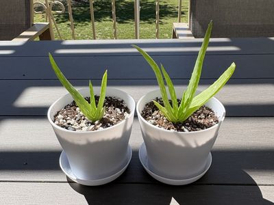 Aloe Vera House Plant