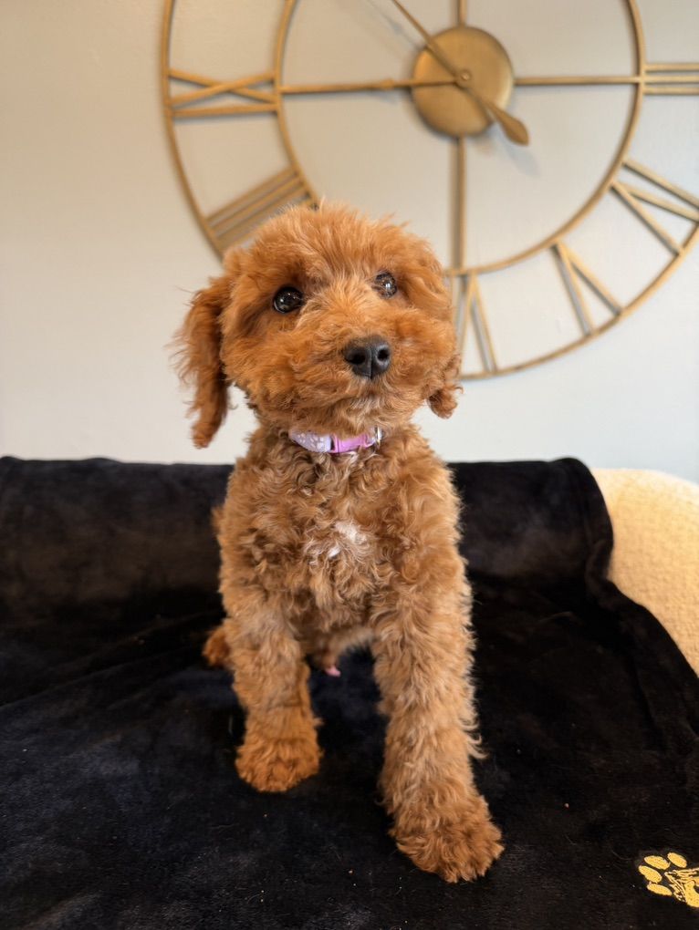 Tiny Goldendoodle Boy Puppy