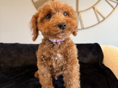 Tiny Goldendoodle Boy Puppy