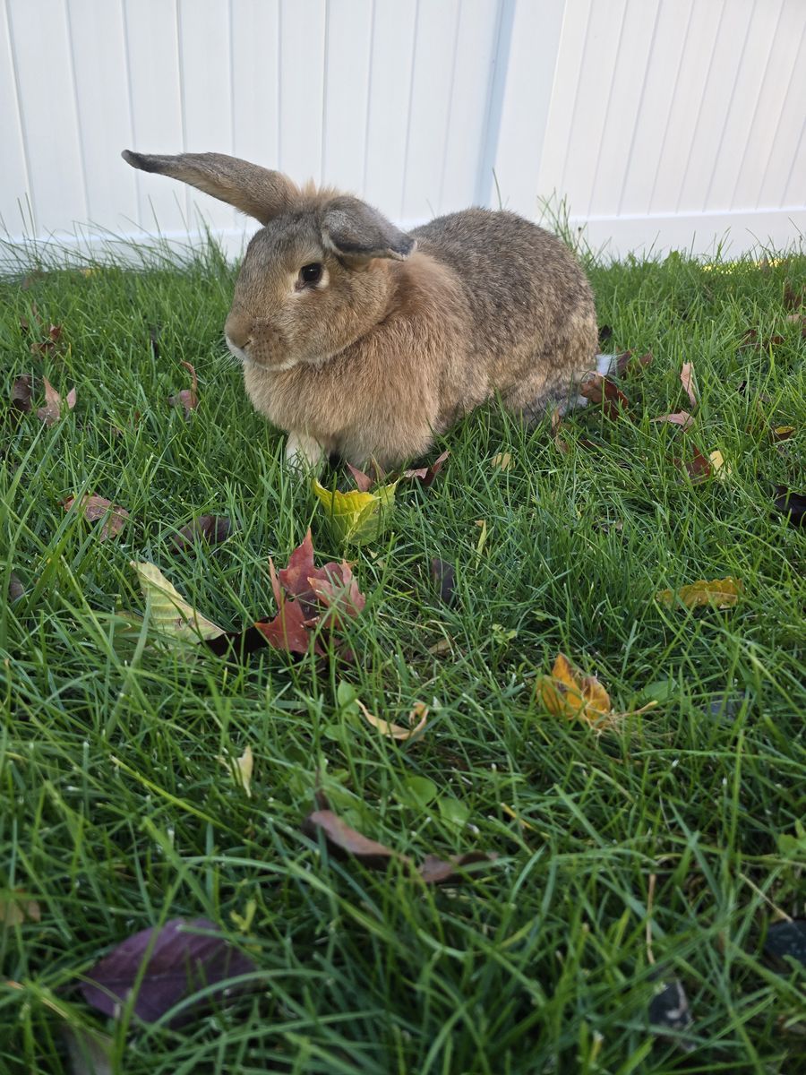Continental Giant / American Chinchilla Rabbits
