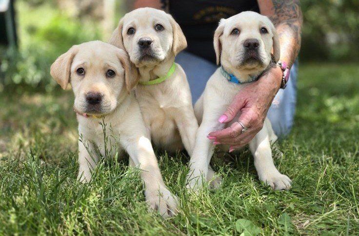 Akc English lab