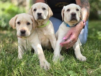 Akc English lab