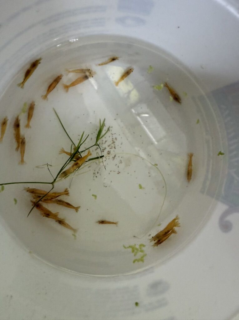 Fire Yellow neo Cherry Shrimp