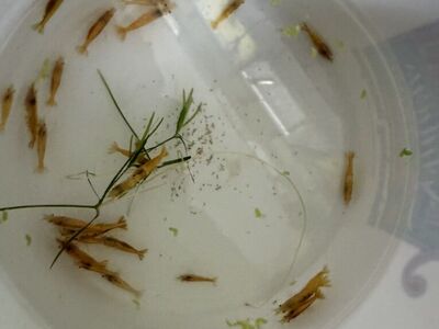 Fire Yellow neo Cherry Shrimp