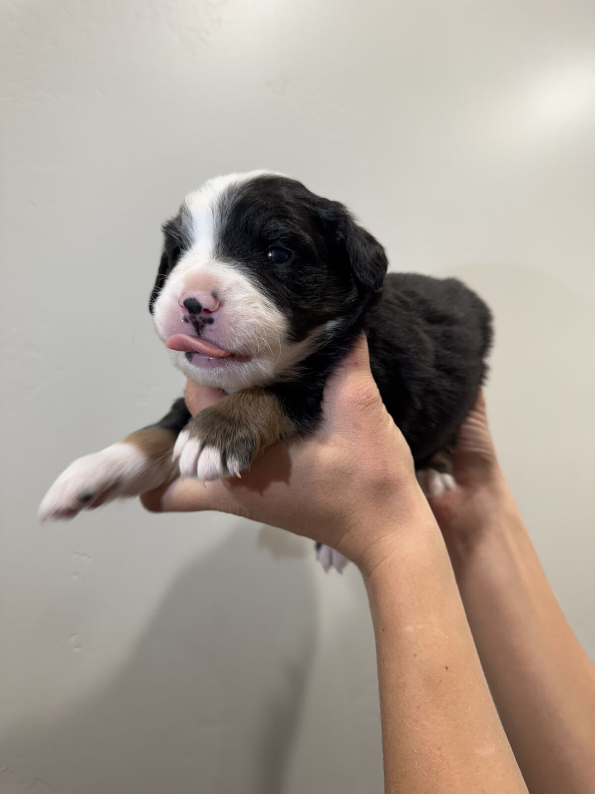 Purebred Mini Aussies