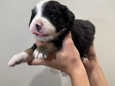 Purebred Mini Aussies