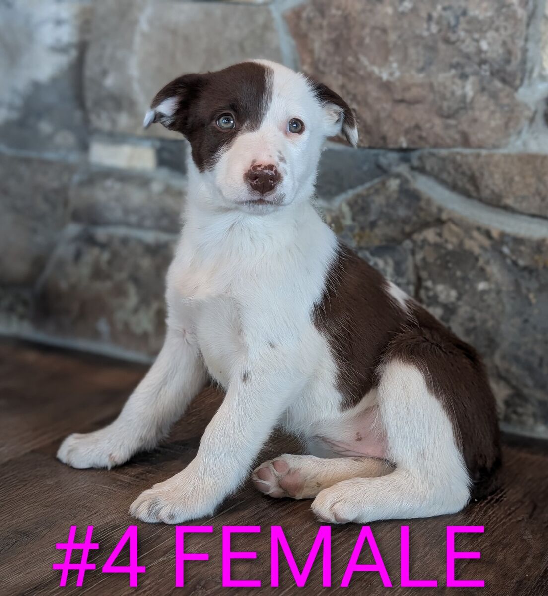 Border Collie Puppies