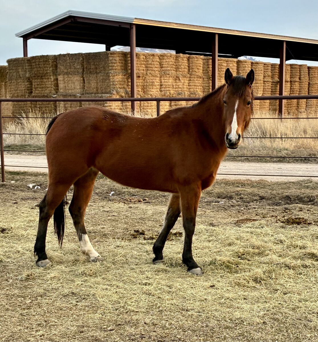 Paddy Irish Whiskey & DTF