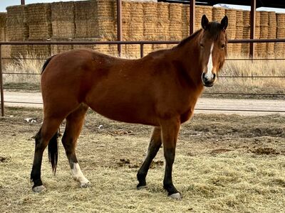 Paddy Irish Whiskey & DTF