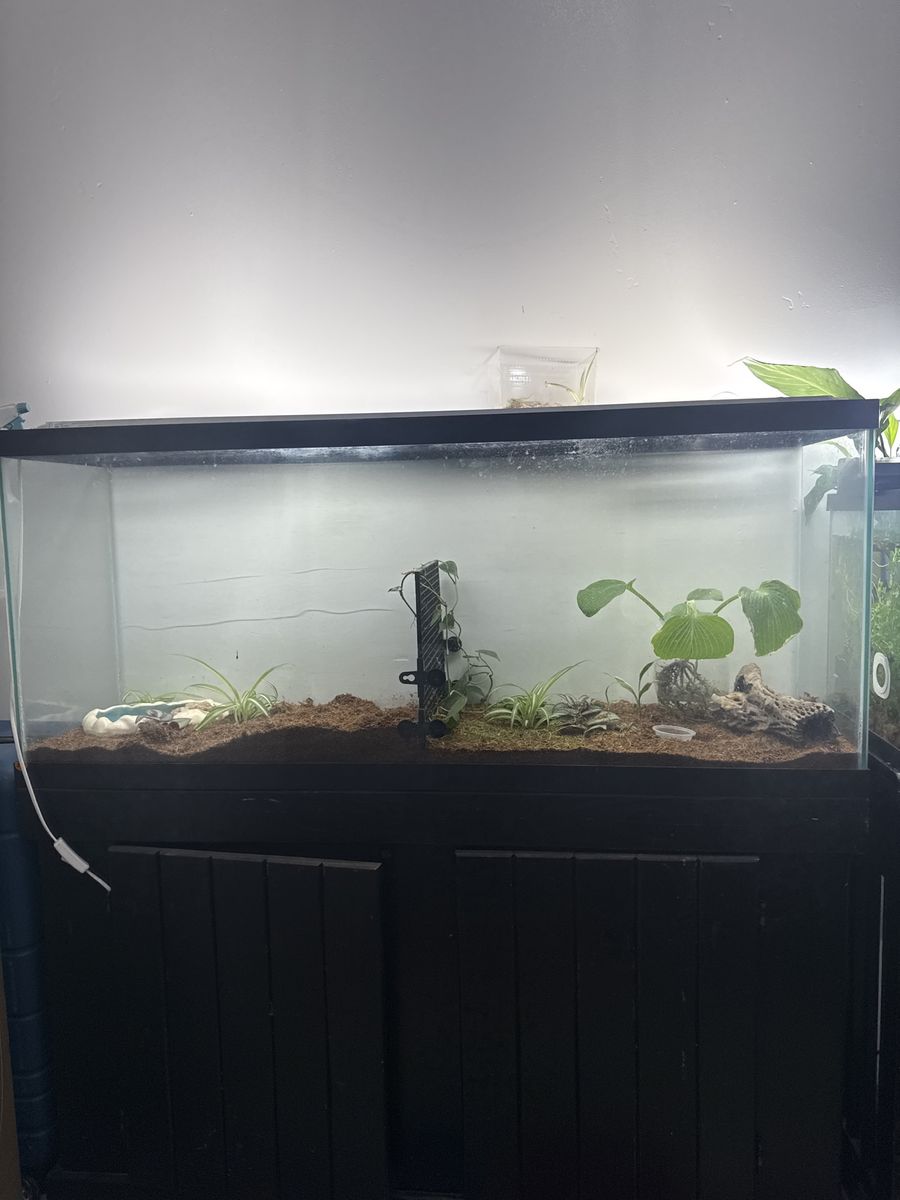 Pac-Man frogs