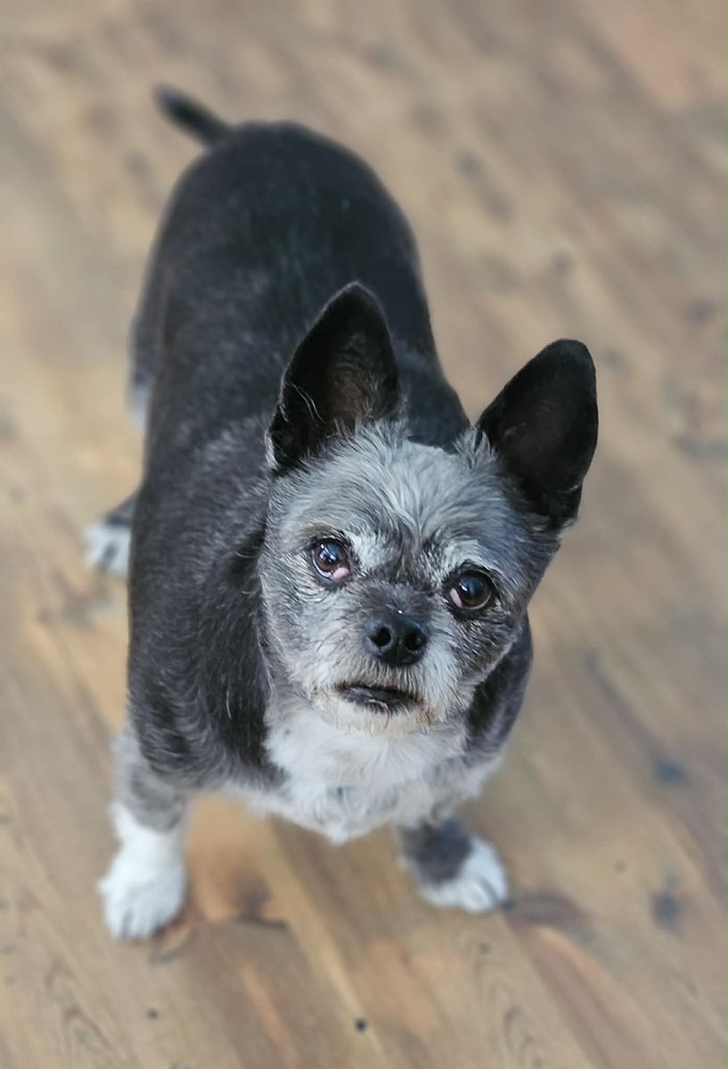 Shih Tzu / Chihuahua Mix Male Dog for Sale - Owner Offered