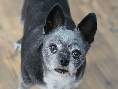 Shih Tzu / Chihuahua Mix Male Dog for Sale - Owner Offered