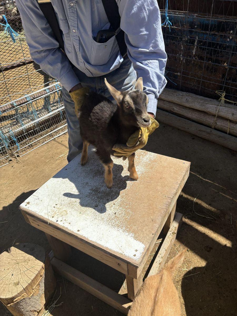 Rockin Cross T Purebred Nigerian Dwarf Goats