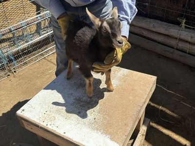 Rockin Cross T Purebred Nigerian Dwarf Goats