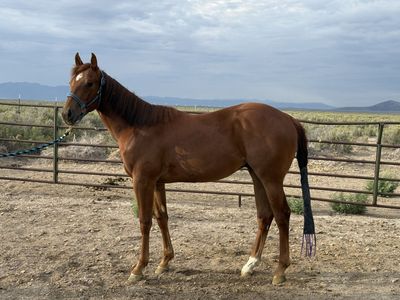 Pink buckle barrel racing