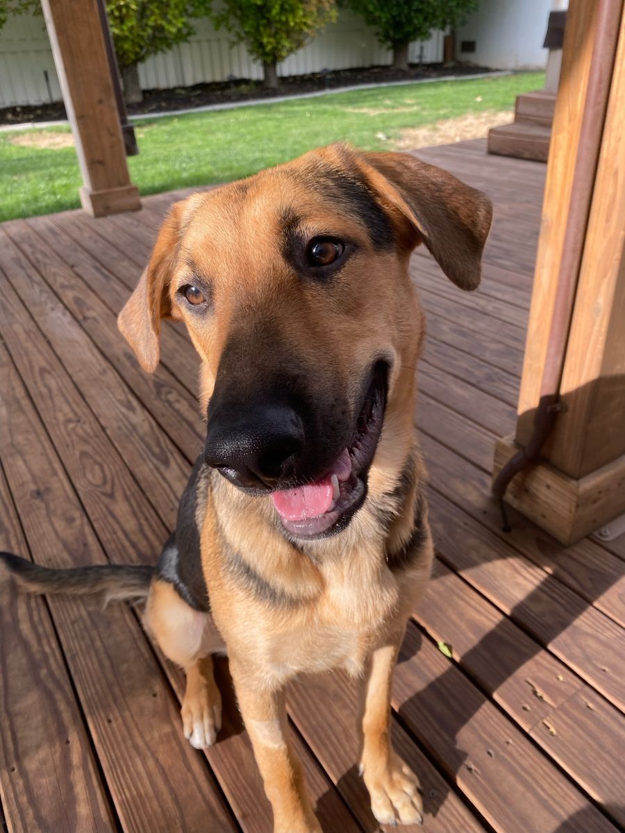 German Shepherd Lab Mix (Salt Lake County)