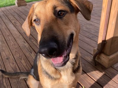 German Shepherd Lab Mix (Salt Lake County)