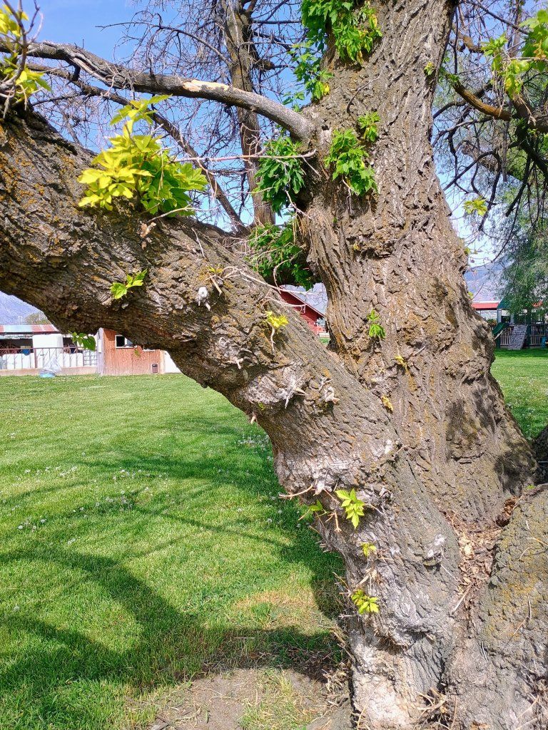Box elder tree for lumber