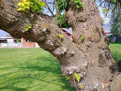 Box elder tree for lumber