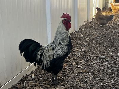Sexy Redneck Rooster- free. First come first serve