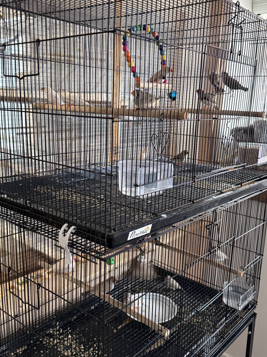 Zebra Finches For Sale....