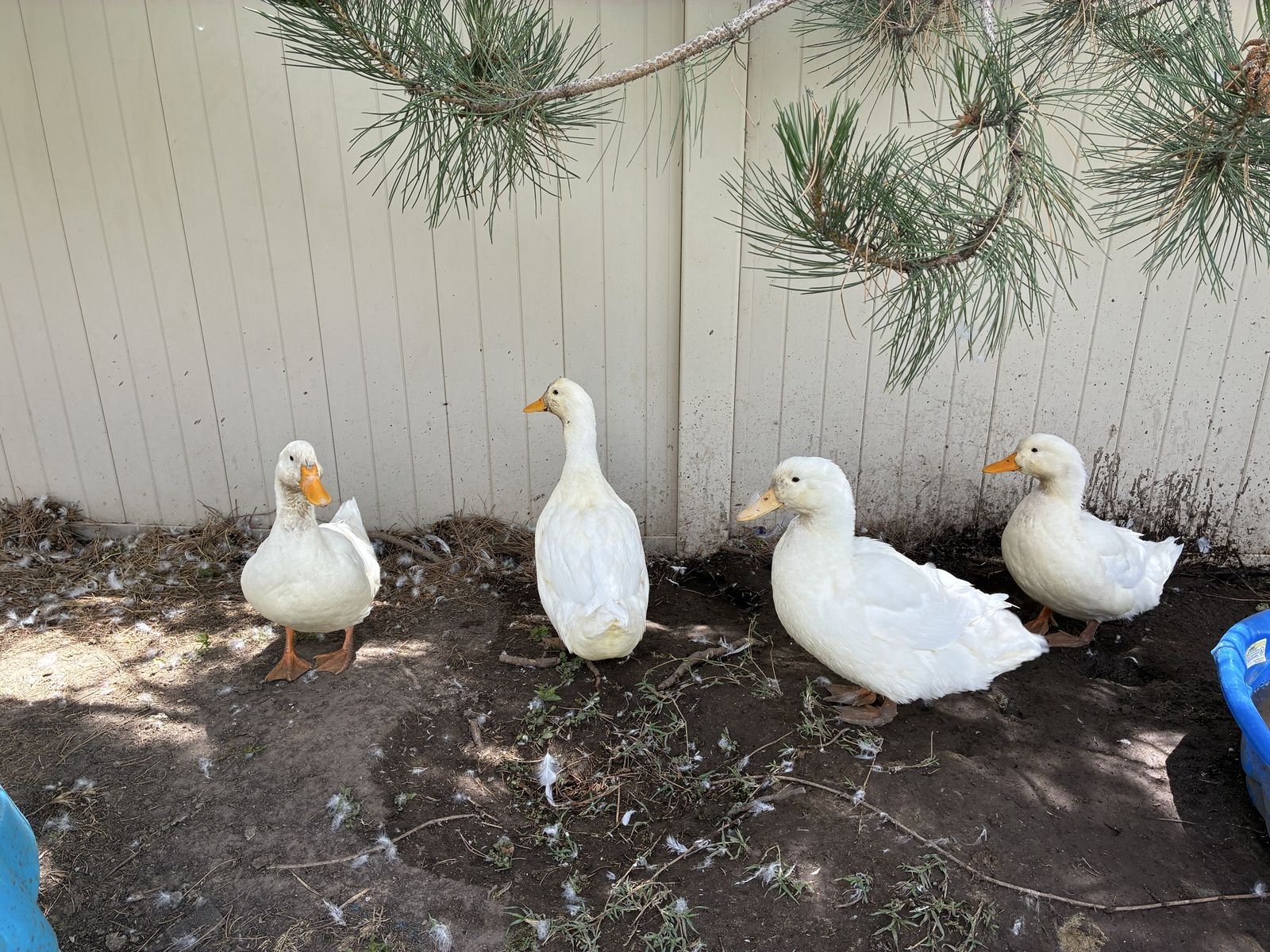 4 female Pekin ducks