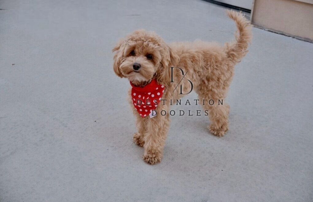 Brand New 6lb Cavapoo Stud FF +/- Bb 20% Cavalier