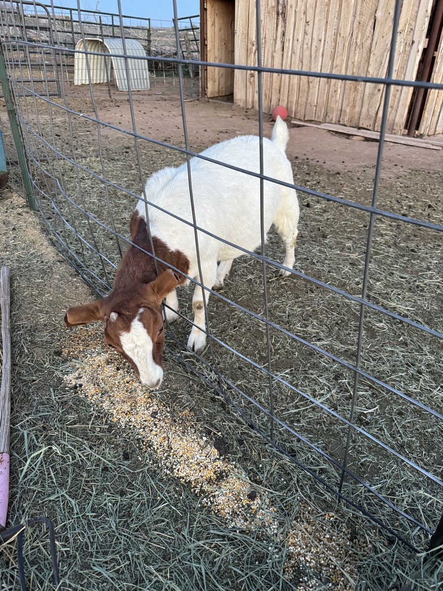Boer nanny goats