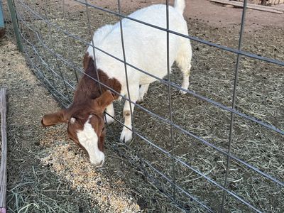 Boer nanny goats