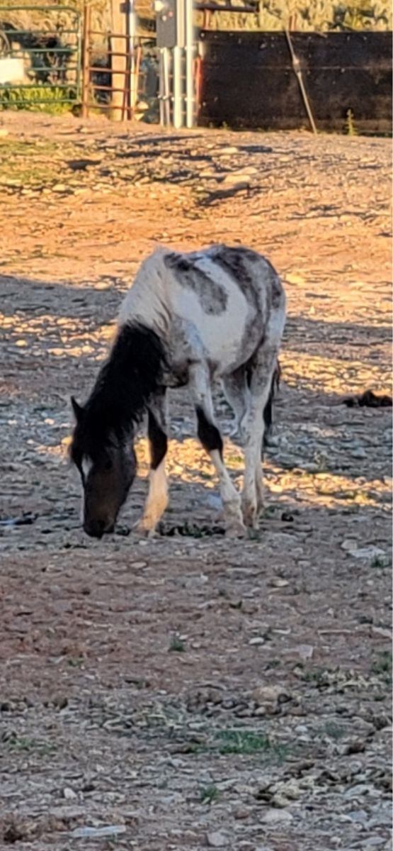 Little Paint roan yearling