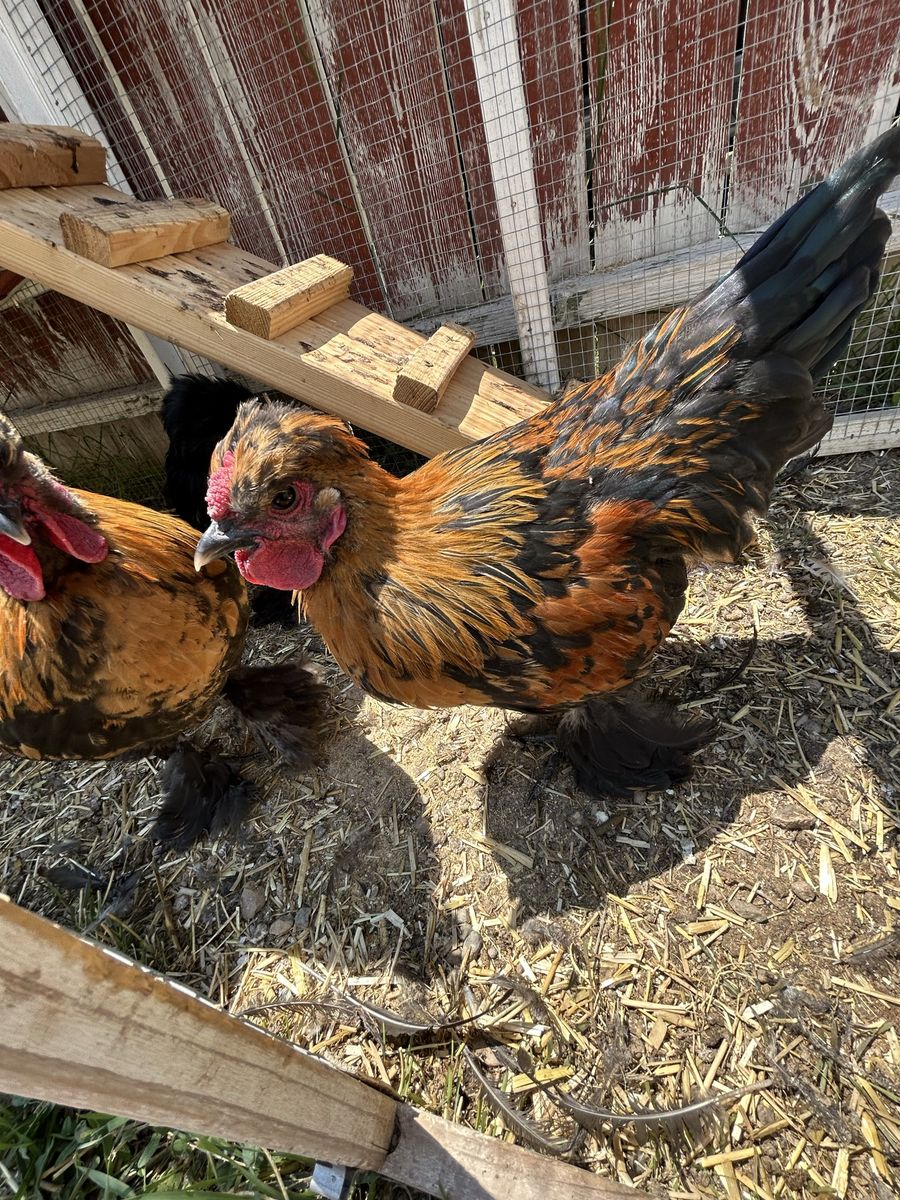 2 Silkie Bantam Roosters 4ish months