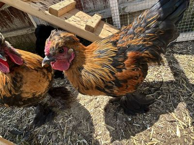 2 Silkie Bantam Roosters 4ish months