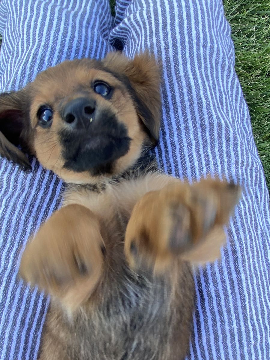Purebred Miniature Dachshund-Male