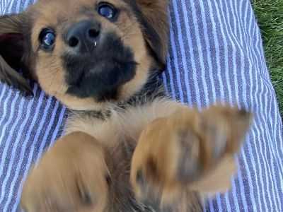 Purebred Miniature Dachshund-Male