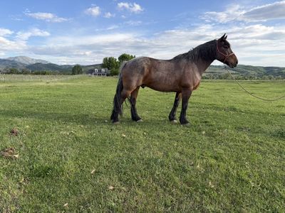 Half Draft Gelding