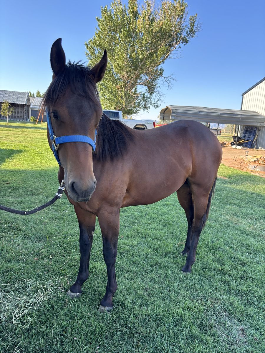 Yearling