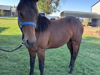 Yearling