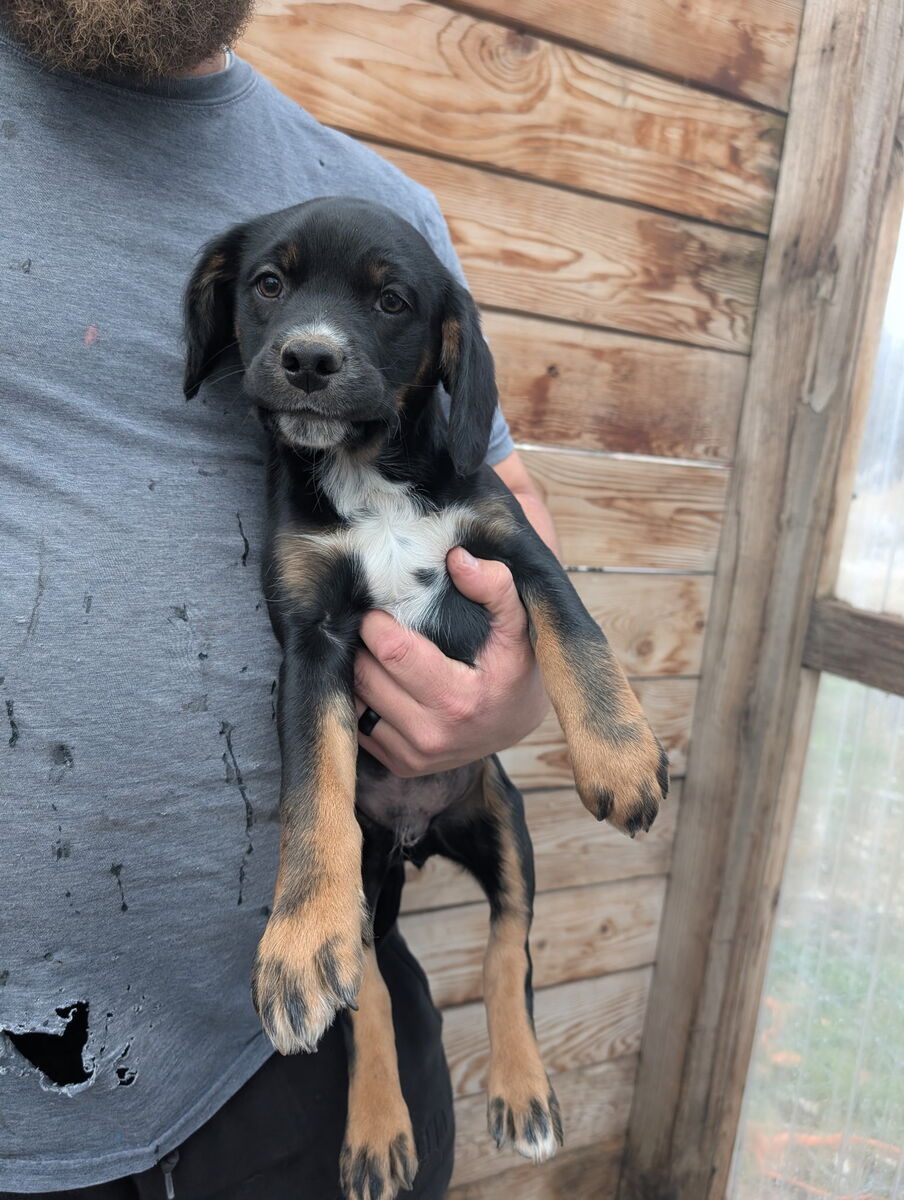 Cocker Spaniel Mix Puppies