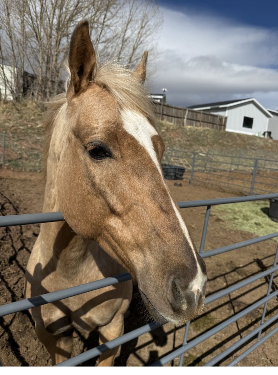 Registered 8 year old Palomino gelding  - Gentle Trail and Kid-Friendly awesome Barrel Horse