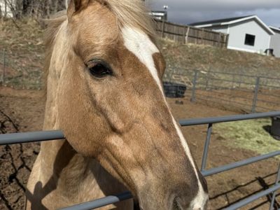 Registered 8 year old Palomino gelding - Gentle Trail and Kid-Friendly awesome Barrel Horse