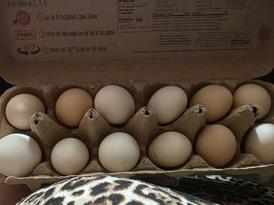 bantam hatching eggs