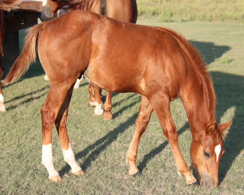 2025 Sorrel Colt ( Corvettes Cream)