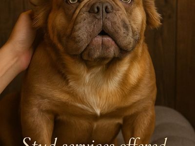 Rare fluffy French Bulldog stud
