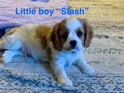 Cavalier King Charles Spaniel Purebred AKC Puppies for sale – Ready Now!