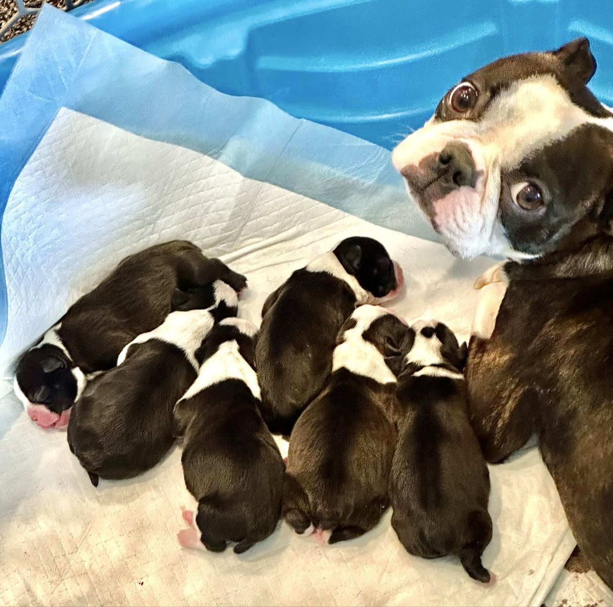 AKC Boston Terrier Puppies