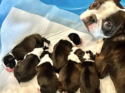 AKC Boston Terrier Puppies