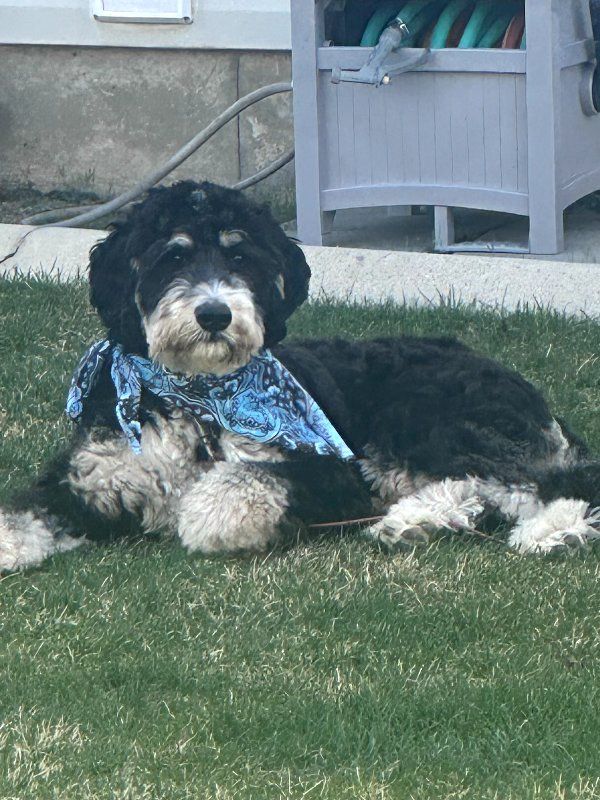 bernedoodle stud