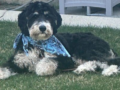 bernedoodle stud